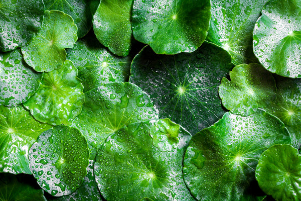 Centella Asiatica: Benefits & Uses for Skin